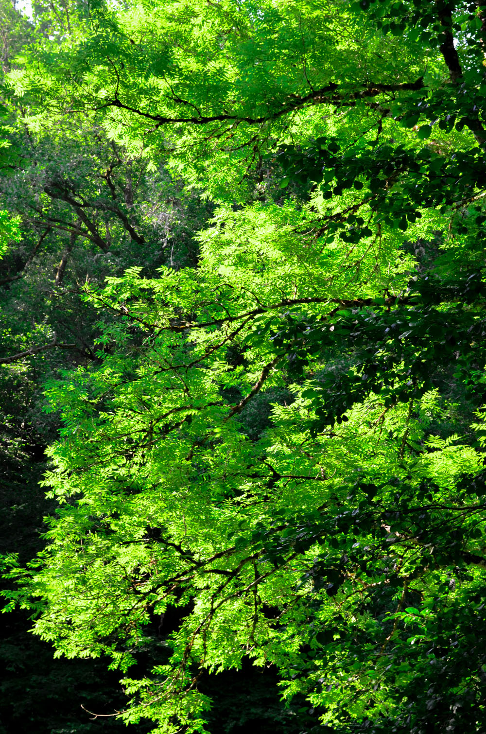 Taille d’arbres, de haies, autres tailles paysagéres, broyage.