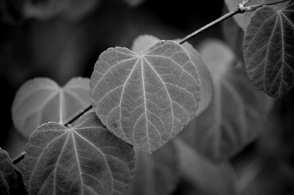 Arbre caramel
