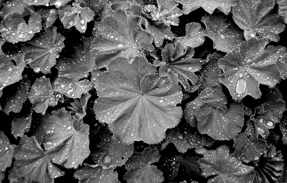 Fleur dans le Cantal 15000