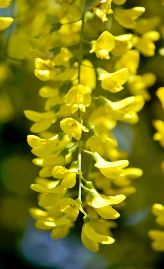 Fleur dans le Cantal 15000