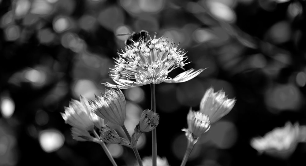 Vente de plantes