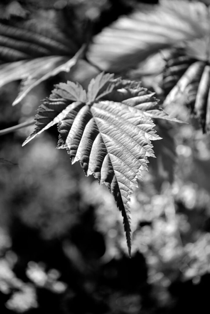 Plante dans le Cantal 15000