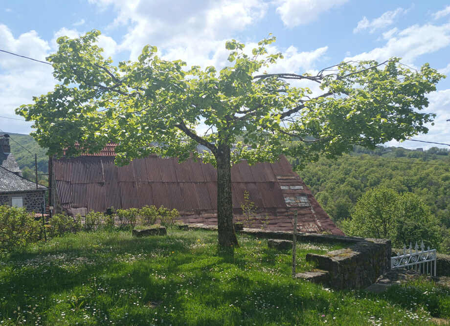 Taille d'arbre en forme de parasol