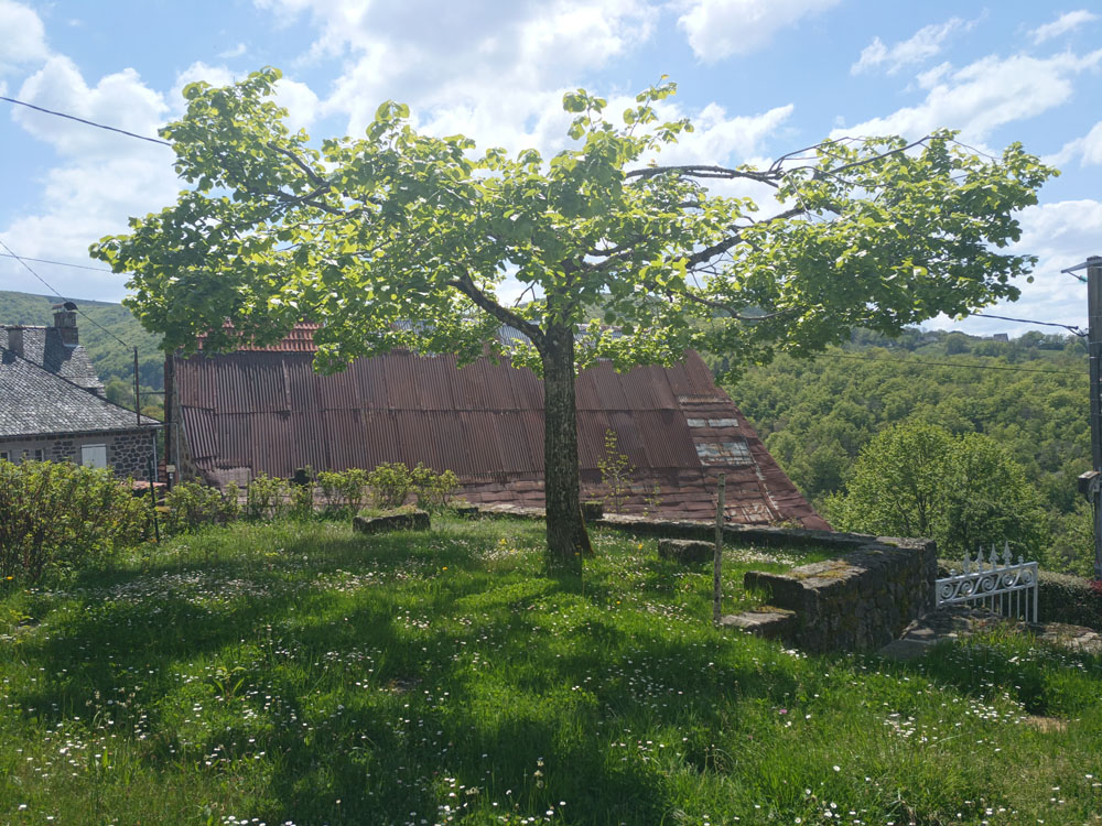 Nicolas Lherme paysagiste à Aurillac, Taille d'arbre dans le Cantal 15000