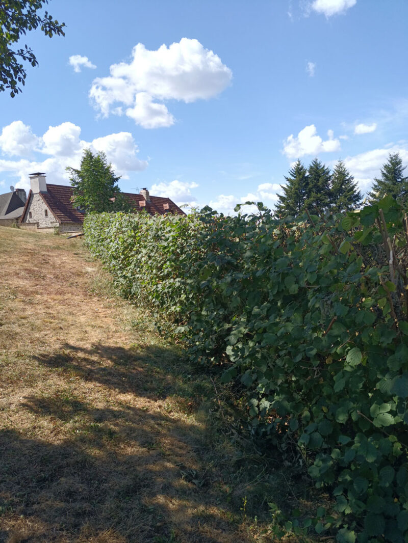 Rabattage des haies dans le Cantal 15000