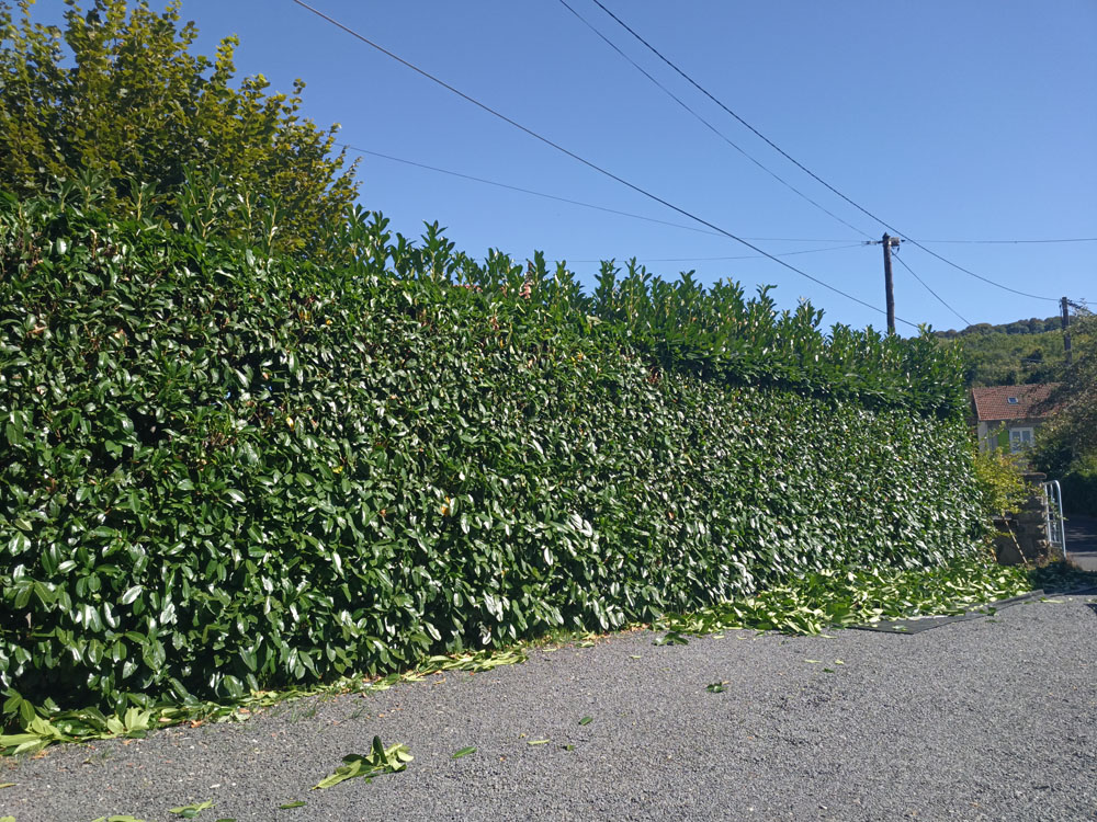 Entretien courant de vos jardins et taille de haie droite avec échafaudage