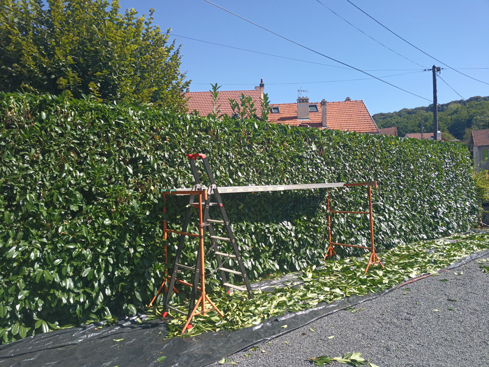 Entretien courant de vos jardins et taille de haie droite avec échafaudage