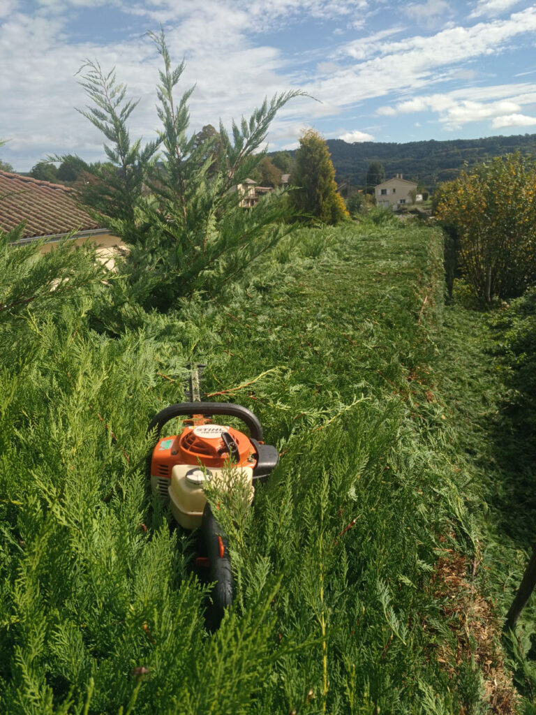 Taille haie dans le Cantal 15000