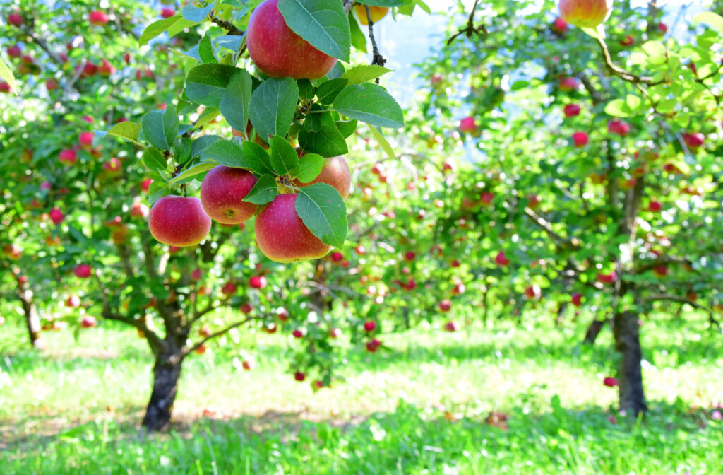 Taille des arbres fruitiers dans le Cantal 15000 Aurillac Nicolas Lherme paysagiste