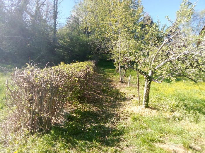 rabattage de haies mise aux normes dans le Cantal