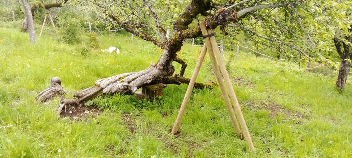 Taille des arbres fruitiers dans le Cantal 15000 Aurillac Nicolas Lherme paysagiste