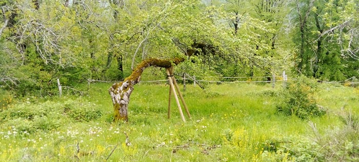 Taille des arbres fruitiers dans le Cantal 15000 Aurillac Nicolas Lherme paysagiste