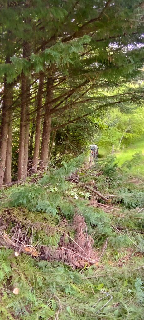 Nicolas Lherme tailles d'arbres  dans le Cantal 15000