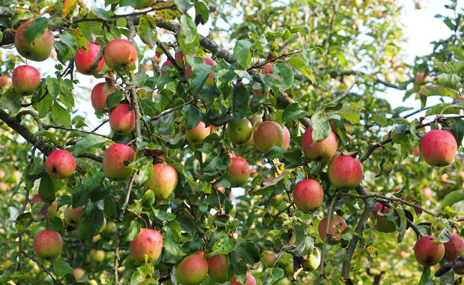 Taille de fruitiers