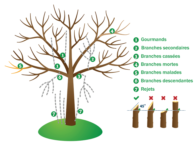 Taille d’arbres et arbustes