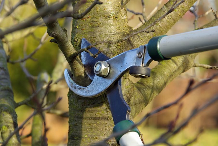 Taille d'arbres et arbustes Nicolas Lherme paysagiste dans le Cantal 15000 Aurillac