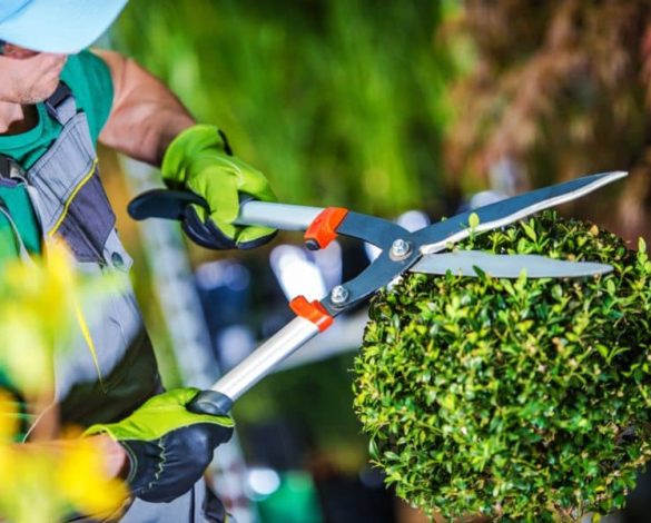 Nicolas Lherme paysagiste entretien courant de vos jardins 15000 Aurillac dans le Cantal